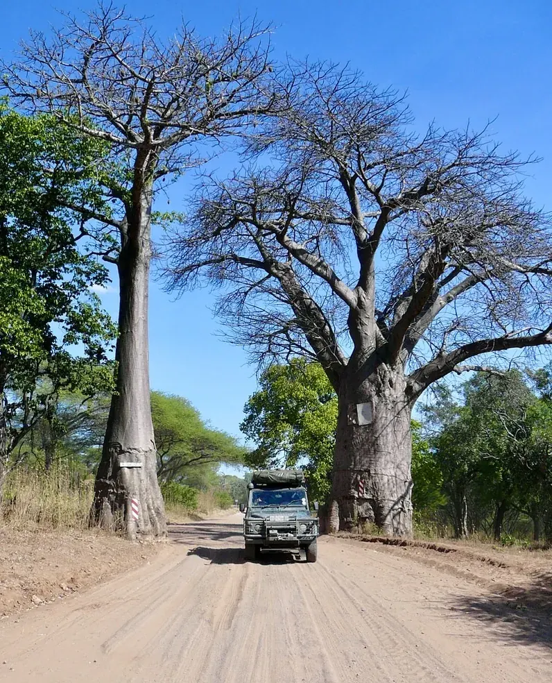 A Land Rover Defender parked between two baobab trees in southern Africa — the operator's vehicle, used not posed.